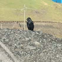 Raven